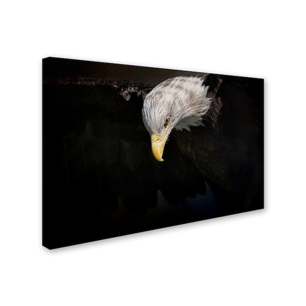 Jai Johnson 'Shadow Hunter Bald Eagle' Canvas Art,22x32